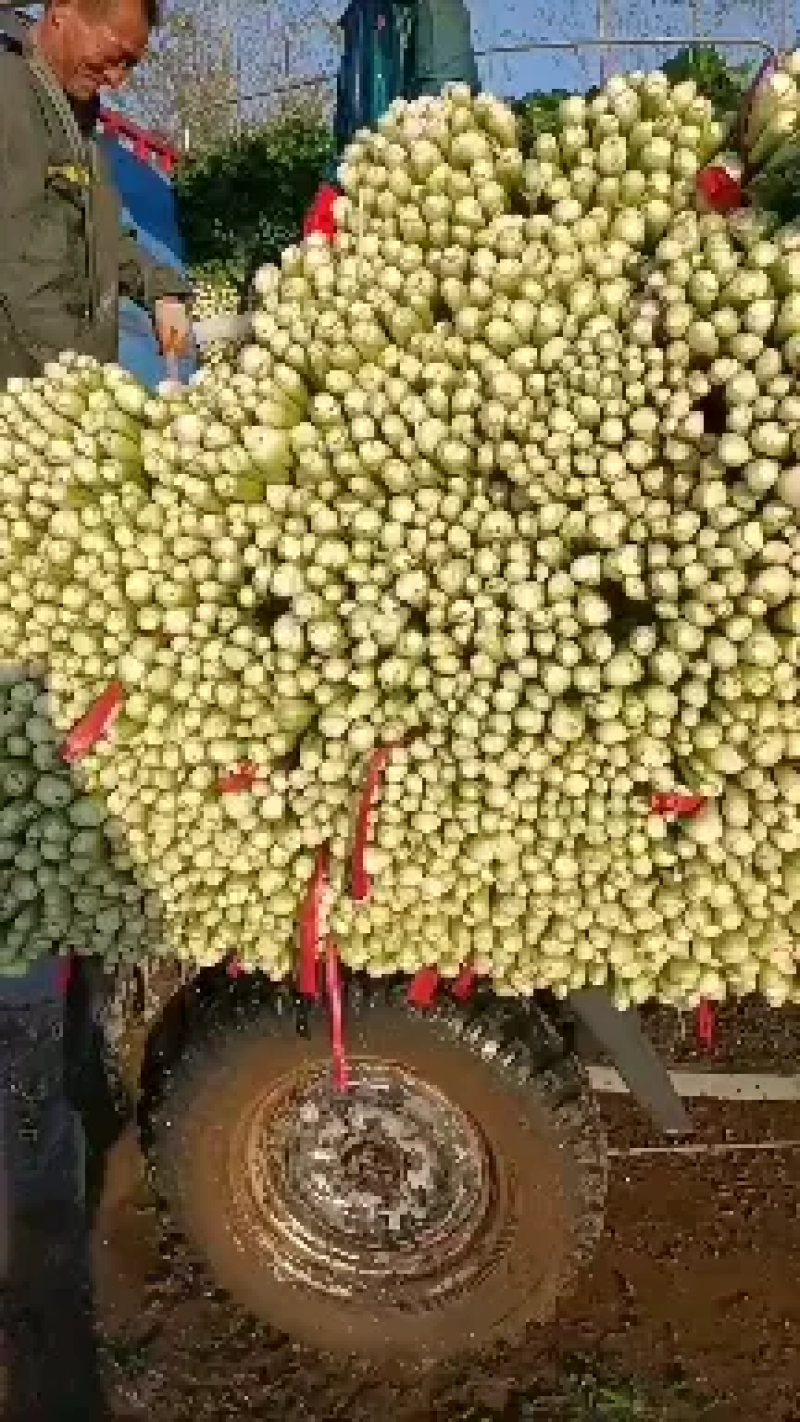 河北大棚芹菜大量上市质量好价格优欢迎各地客商前来选购考察