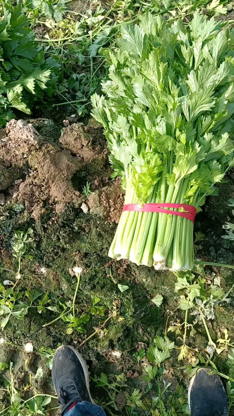 河北大棚芹菜大量上市质量好价格优欢迎各地客商前来选购考察