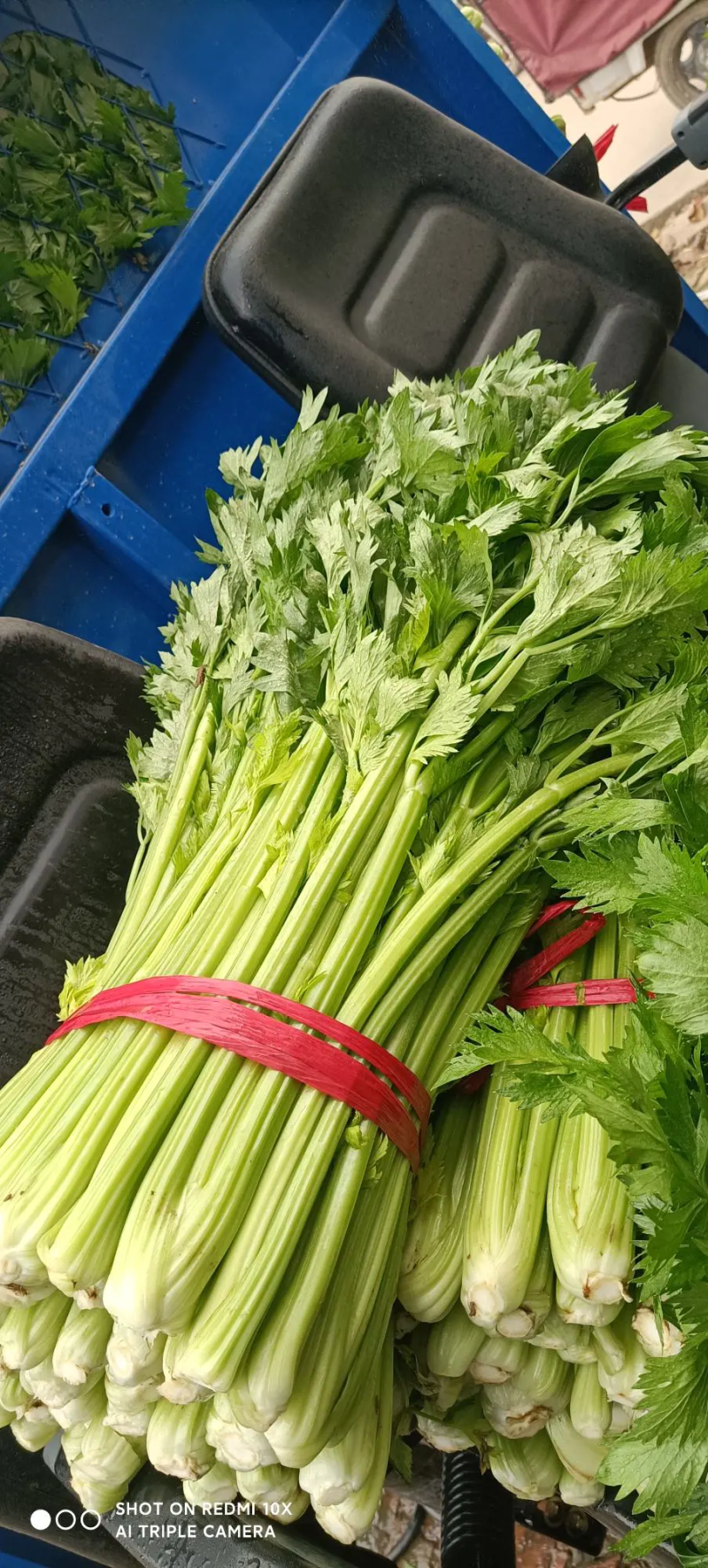 河北大棚芹菜大量上市质量好价格优欢迎各地客商前来选购考察