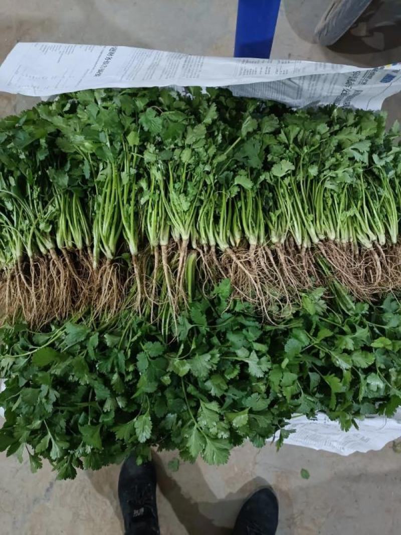 大叶香菜25~30厘米以上另有多种蔬菜配车，需要联系