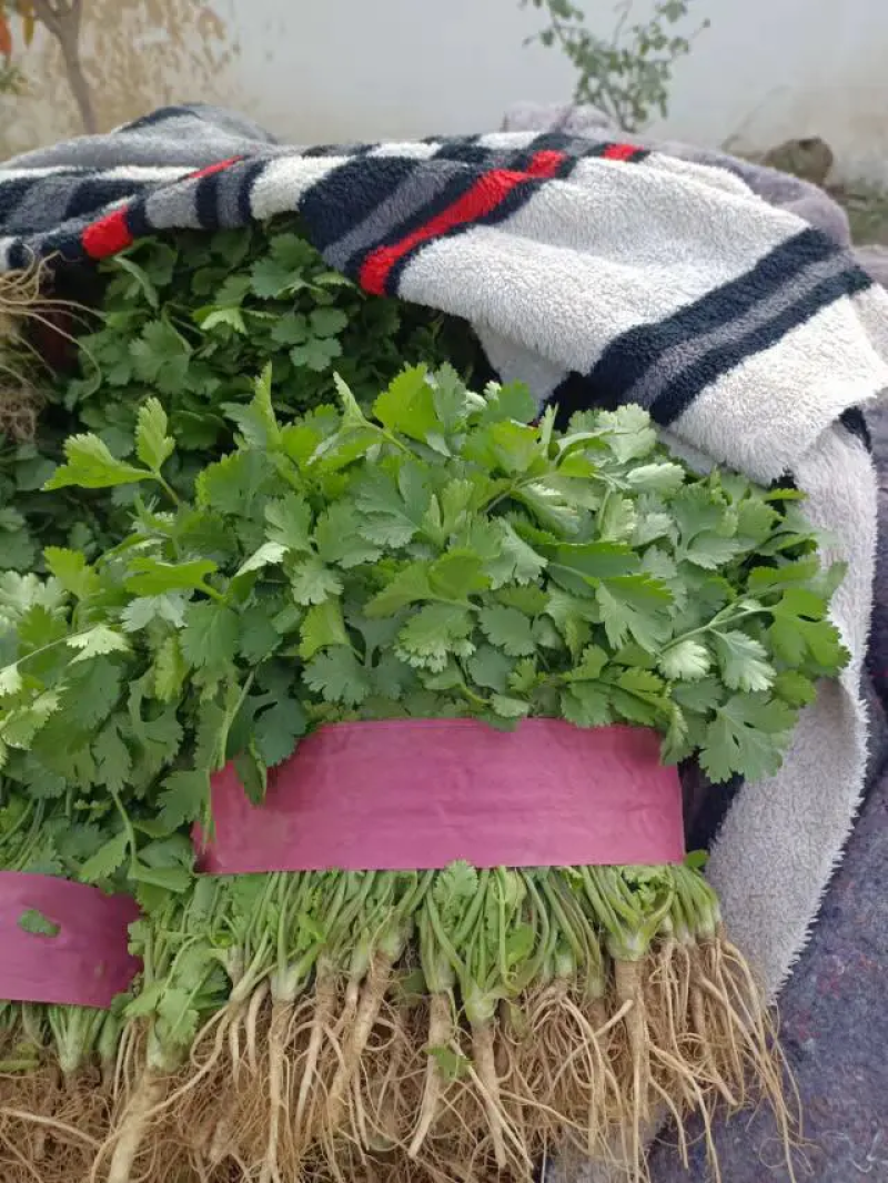 大叶香菜25~30厘米以上另有多种蔬菜配车，需要联系