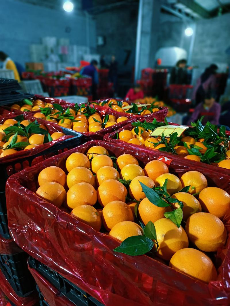 【精品橙子】纽荷尔脐橙产地直采可视频看货