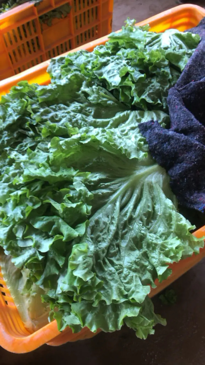 河北永年产地精品散叶生菜大量现货可供各大商超