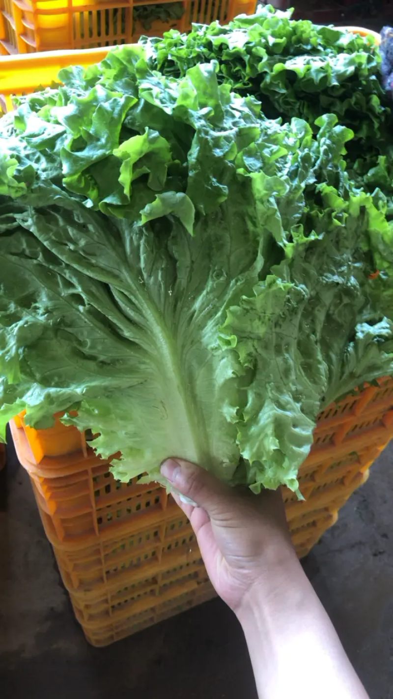河北永年产地精品散叶生菜大量现货可供各大商超