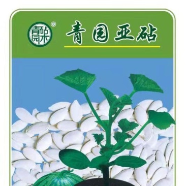 青杆西甜瓜嫁接砧木种子西甜瓜嫁接专用砧木西瓜砧木