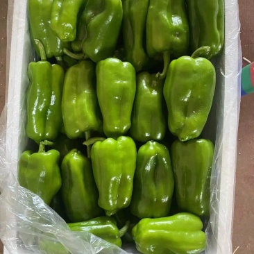 圆椒，5公分以上，大量上市，有需要的可以联系我