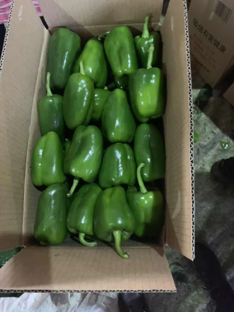 圆椒，5公分以上，大量上市，有需要的可以联系我