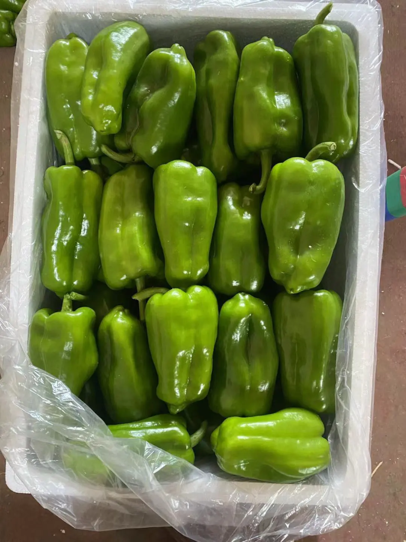 圆椒，5公分以上，大量上市，有需要的可以联系我