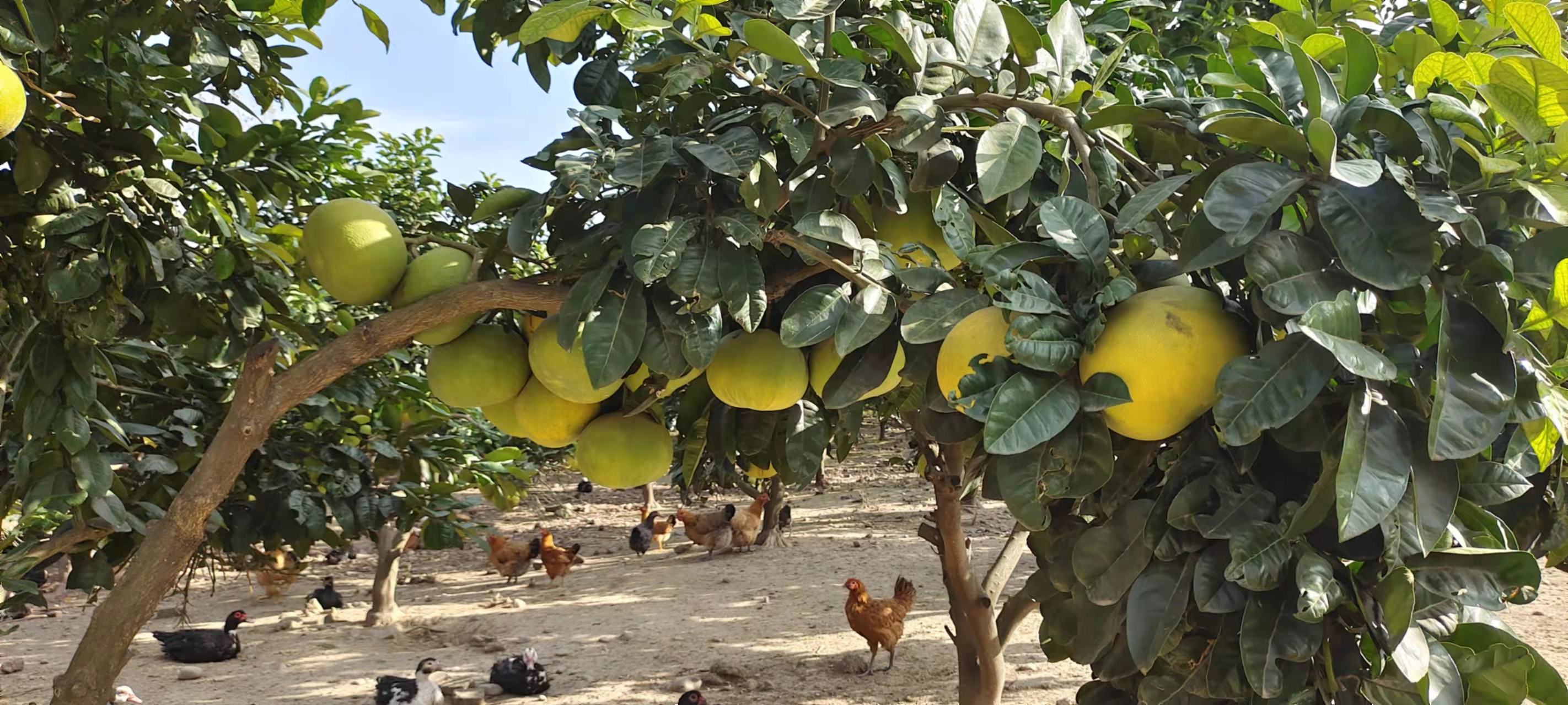 游客在柚子花园中拍照留念