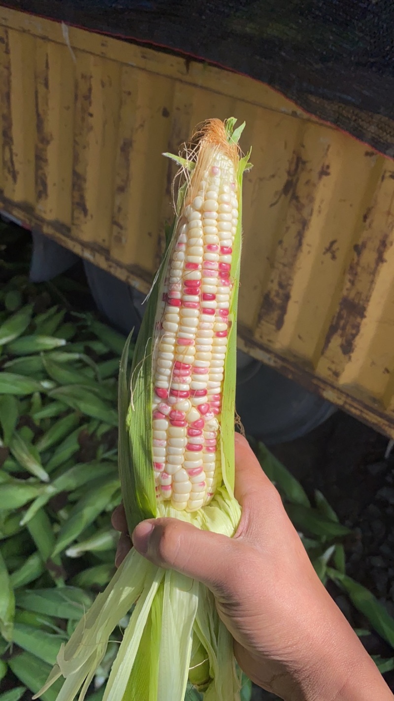 糯玉米