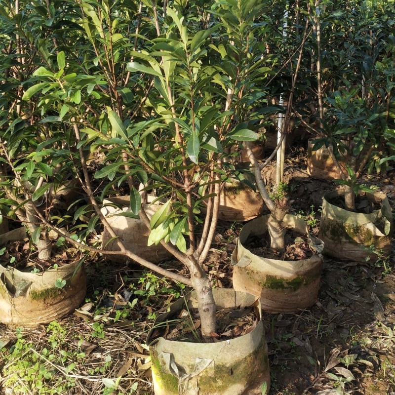 东魁杨梅杯苗嫁接口10公分起苗，果苗基地直供