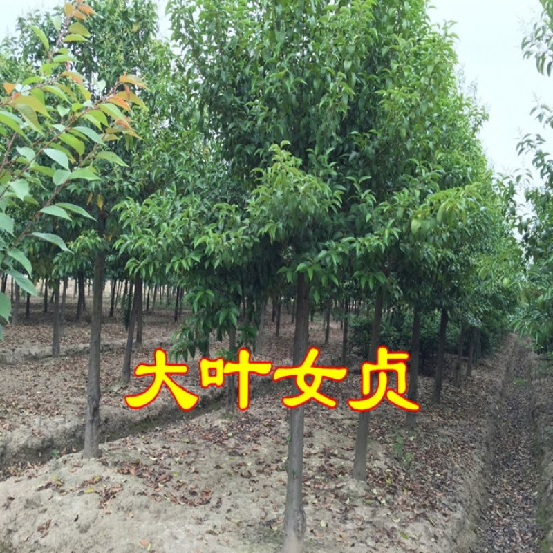 大叶女贞种子护坡灌木种子全国发货量大优惠