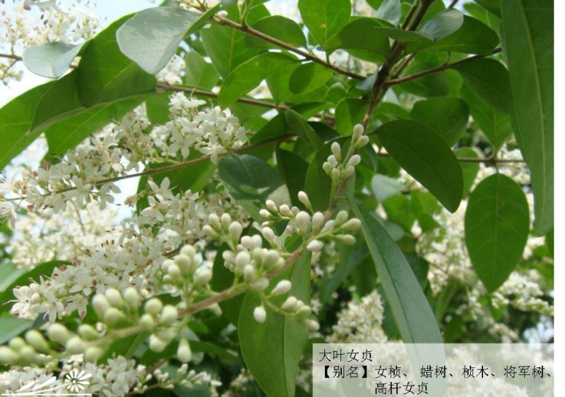大叶女贞种子护坡灌木种子全国发货量大优惠