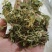 地丁药用紫花地丁苦地丁不满意可以退换货