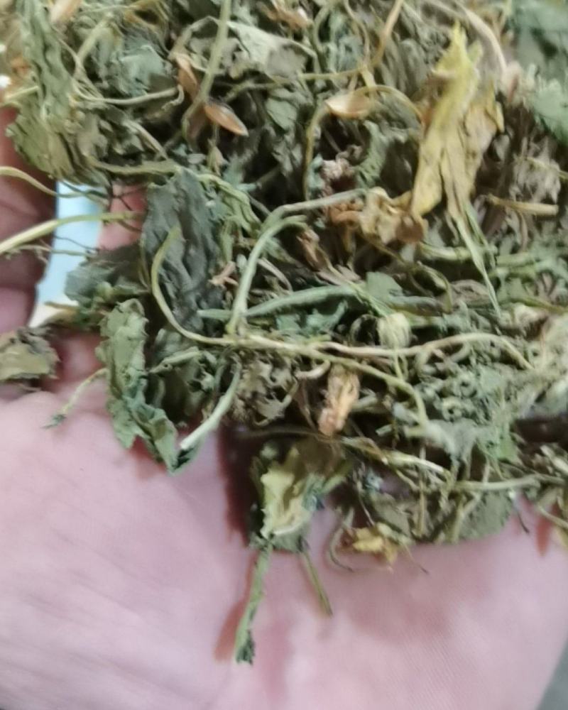 地丁药用紫花地丁苦地丁不满意可以退换货