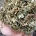 地丁药用紫花地丁苦地丁不满意可以退换货