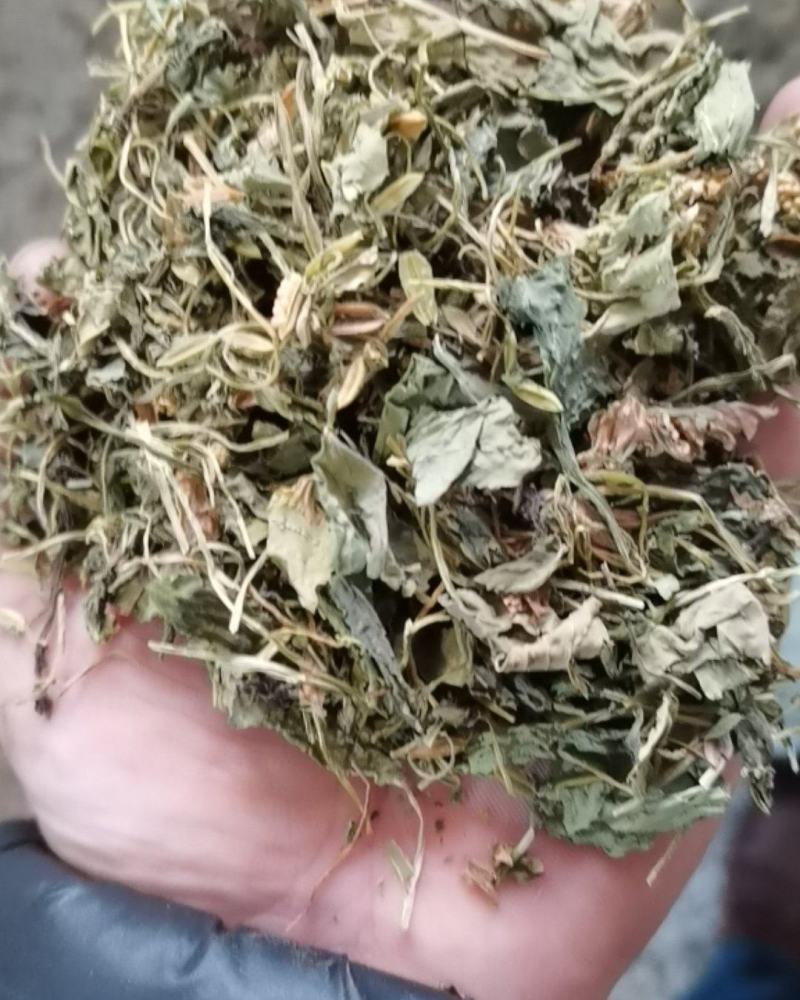 地丁药用紫花地丁苦地丁不满意可以退换货