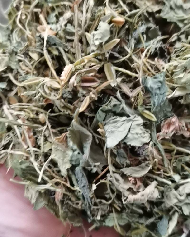 地丁药用紫花地丁苦地丁不满意可以退换货