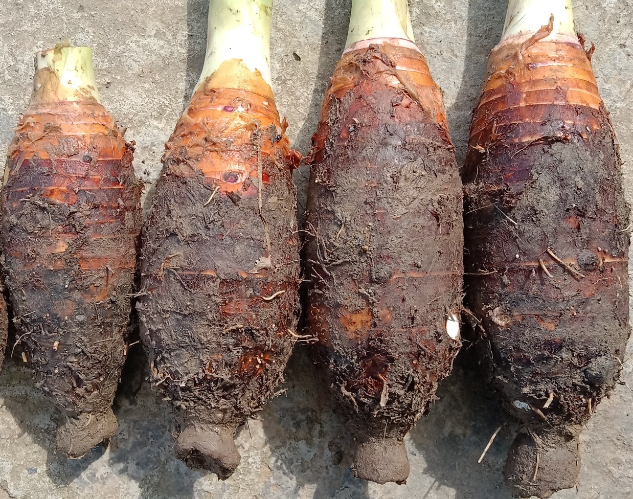 羽衣甘蓝与魔芋原材料展示图