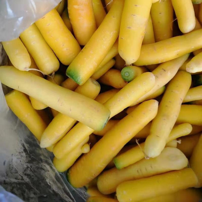 黄胡萝卜黄2两以上10厘米以上带土支持加工厂