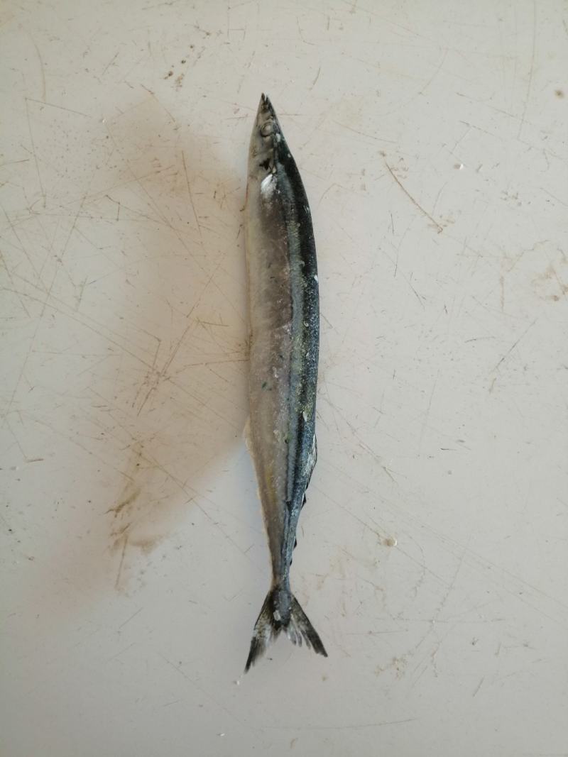 北部湾船冻秋刀鱼，价格连美，品质鲜美，大众适用