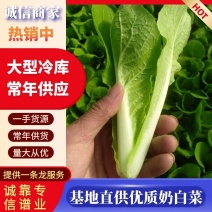 【优选】奶白菜长期供应大型冷大型全国发货支持看货