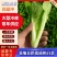 【优选】奶白菜长期供应大型冷大型全国发货支持看货
