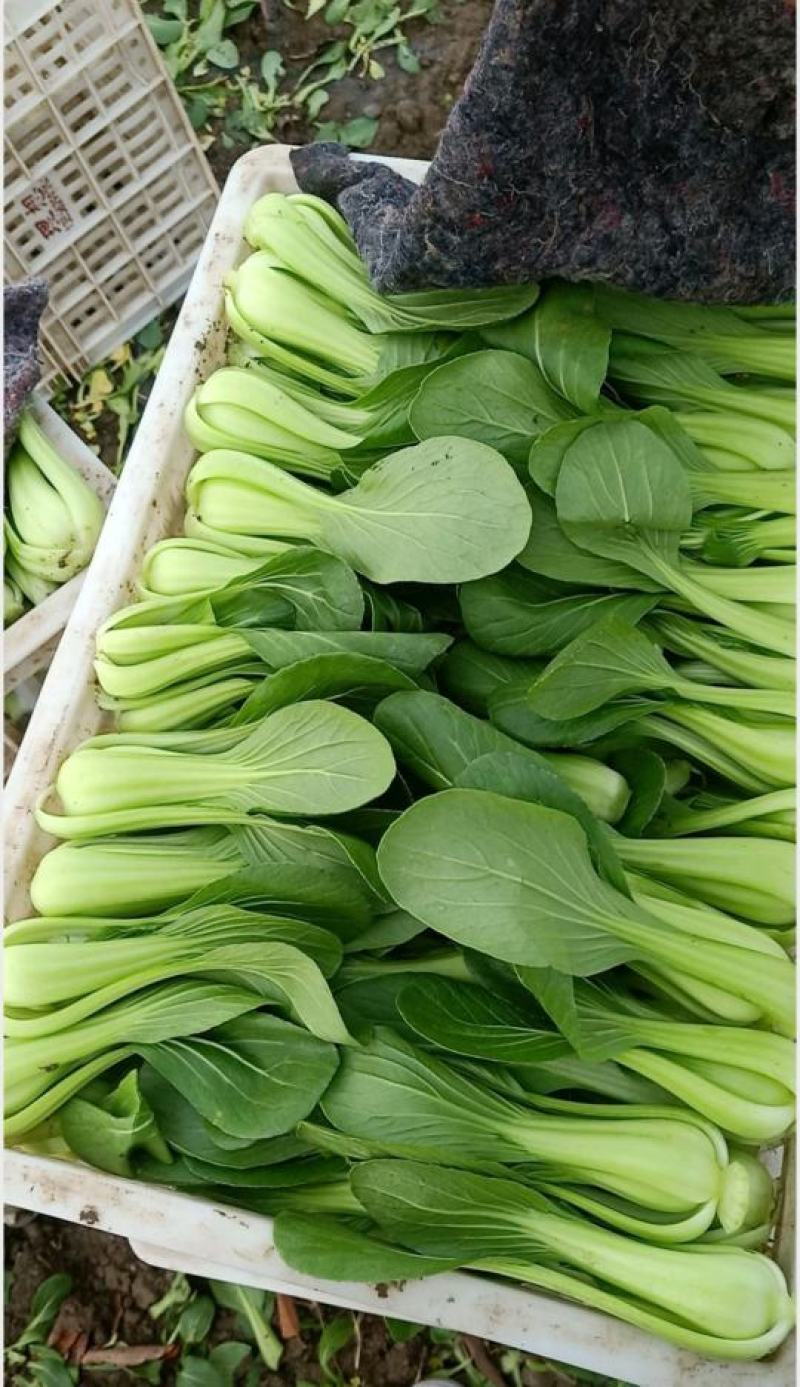 【热卖】油菜上海青小青菜质量保证可产地看货常年有货
