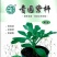 紫杆西瓜甜瓜嫁接砧木种子抗病能力强商品质量好