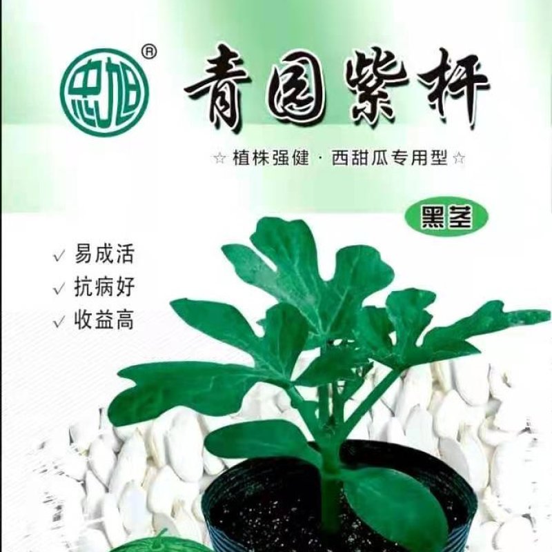 紫杆西瓜甜瓜嫁接砧木种子抗病能力强商品质量好