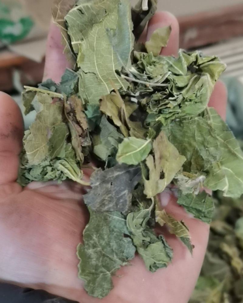 霜桑叶桑叶保证正品不满意可以退换货农副产品