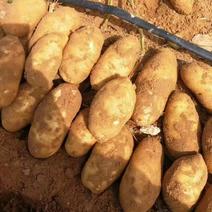 榆林靖边希森土豆马铃薯各品种土豆产地直发一手货源