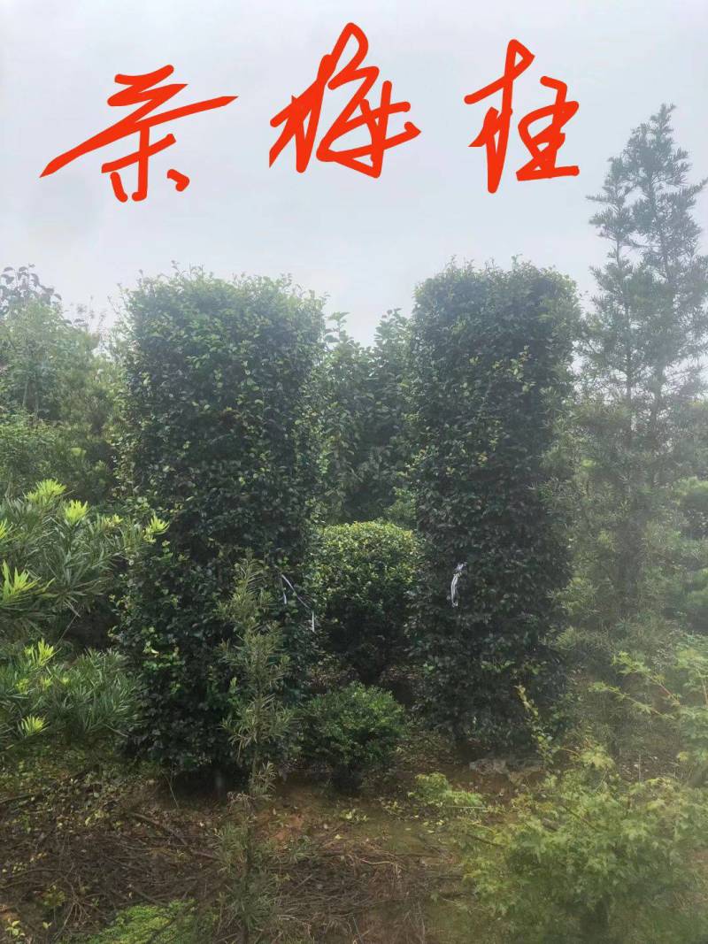 茶花茶梅白花油茶红花油茶常年供应各种规格的苗木