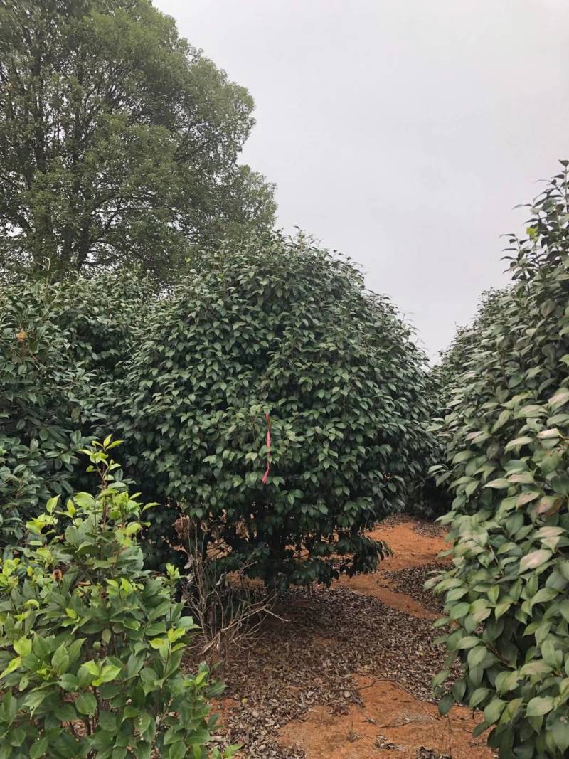 茶花茶梅白花油茶红花油茶常年供应各种规格的苗木