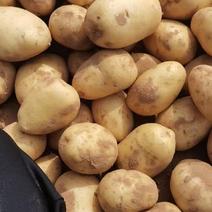 榆林土豆V7土豆产地直发各类土豆大量有货