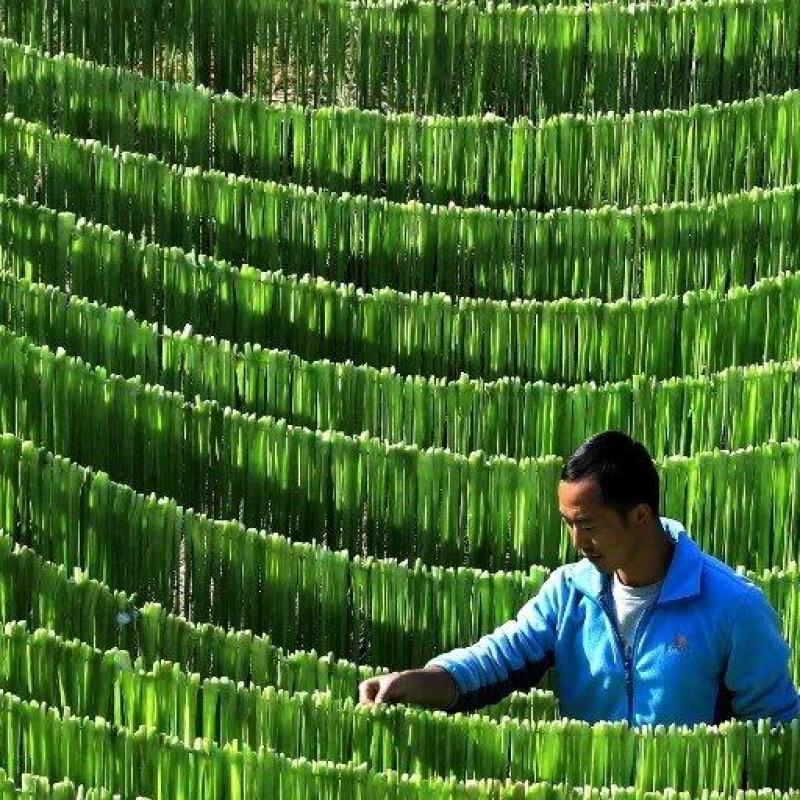 云南贡菜产地直销一手货源品质保证欢迎咨询下单选购