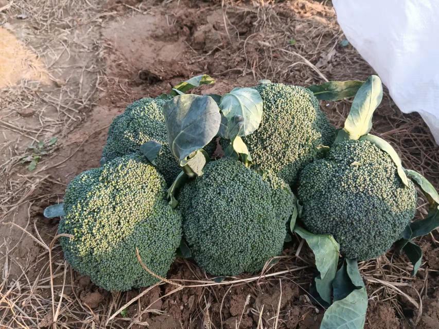 金丝熊与主人互动喂食场景