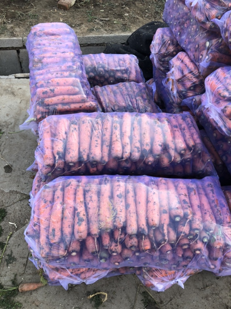 山东胡萝卜，精品北京包胡萝卜，大红胡萝卜