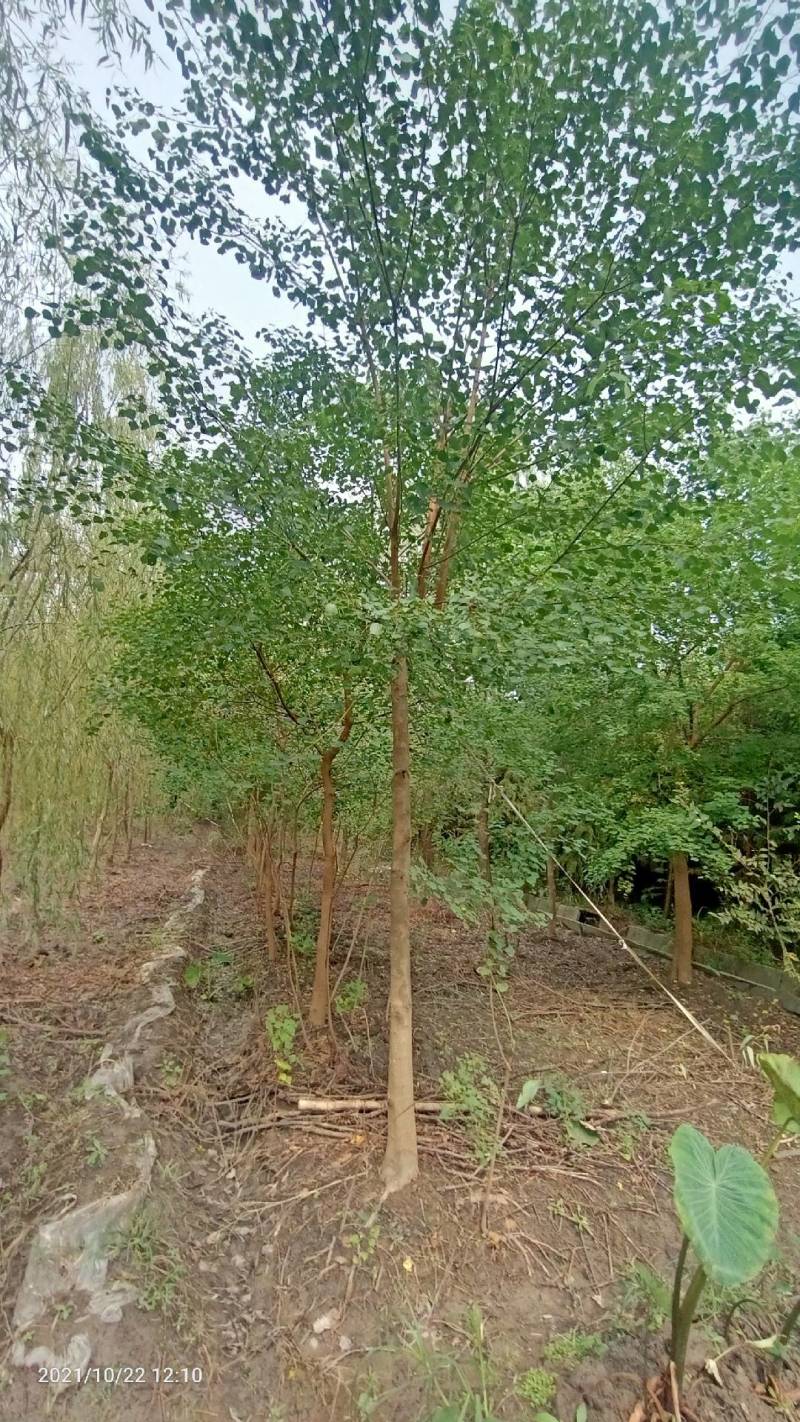 乌桕九江市柴桑区清风园林常年供应各种规格苗木