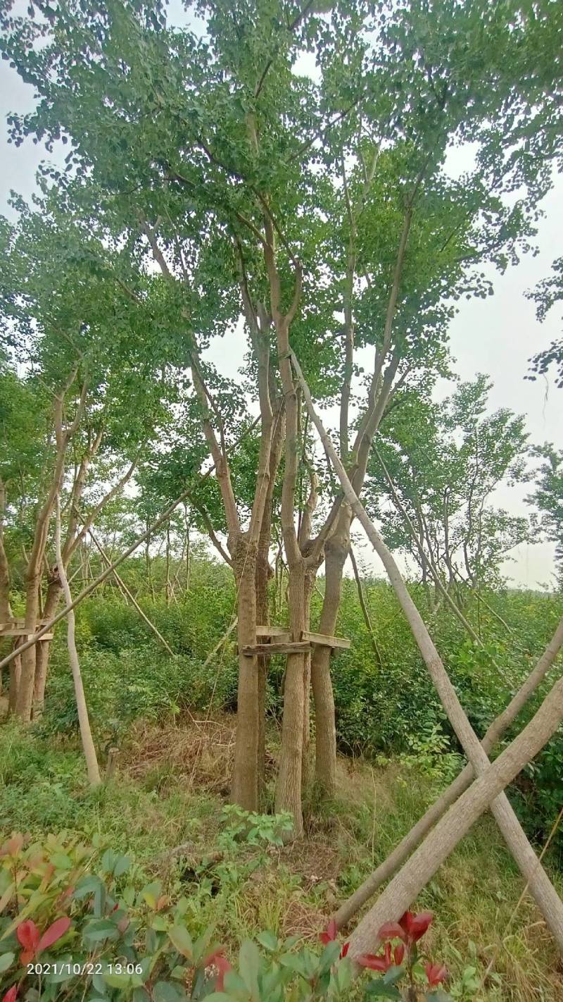 乌桕九江市柴桑区清风园林常年供应各种规格苗木