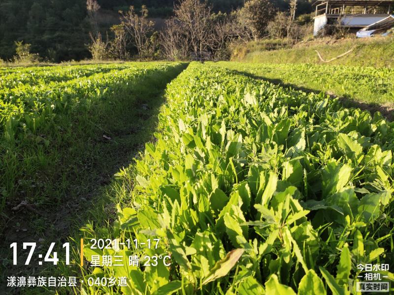 云南贡菜产地直销一手货源品质保证欢迎咨询下单选购