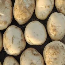 陕西靖边V8土豆纯沙地产地直销，大量，