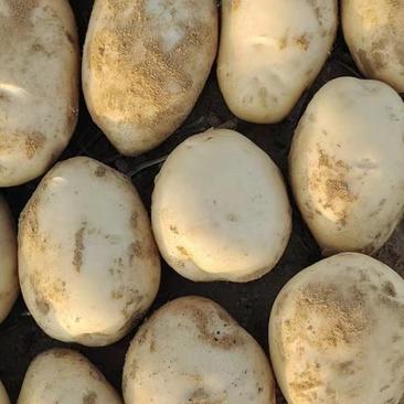 陕西靖边V8土豆纯沙地产地直销，大量优惠，