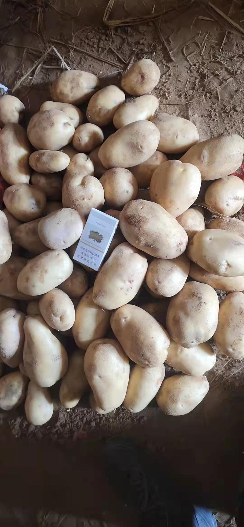 陕西靖边V8土豆纯沙地产地直销，大量优惠，