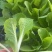 白菜苗黄心大白菜苗秋茬耐寒白菜苗6斤重大白菜苗
