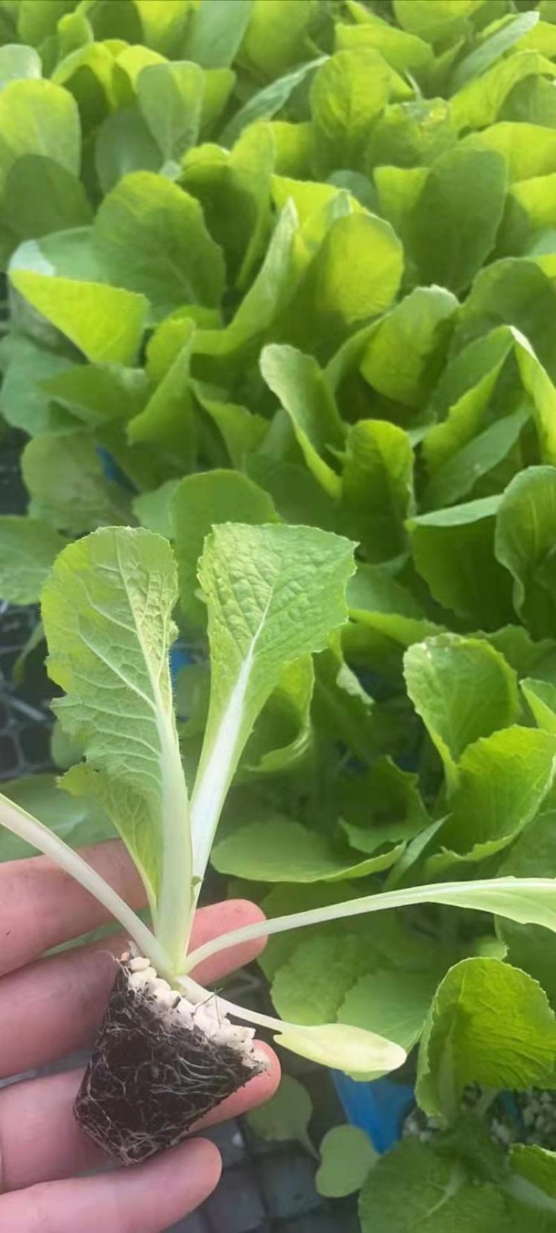 白菜苗黄心大白菜苗秋茬耐寒白菜苗6斤重大白菜苗