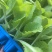 白菜苗黄心大白菜苗秋茬耐寒白菜苗6斤重大白菜苗