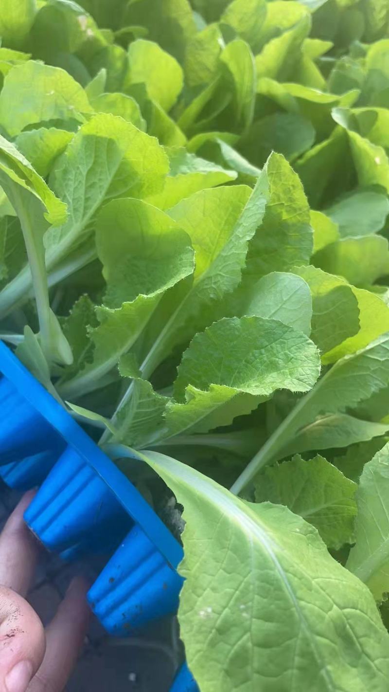 白菜苗黄心大白菜苗秋茬耐寒白菜苗6斤重大白菜苗