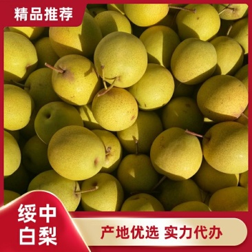 绥中白梨主产地,优质货源,商超直供必选,诚信代收实力代办