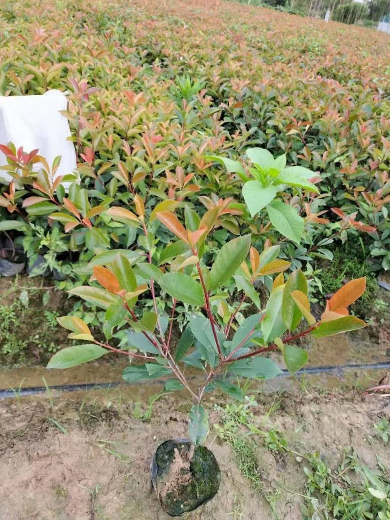 红叶石楠单杆丛生小苗常年供应各种规格的红叶石楠